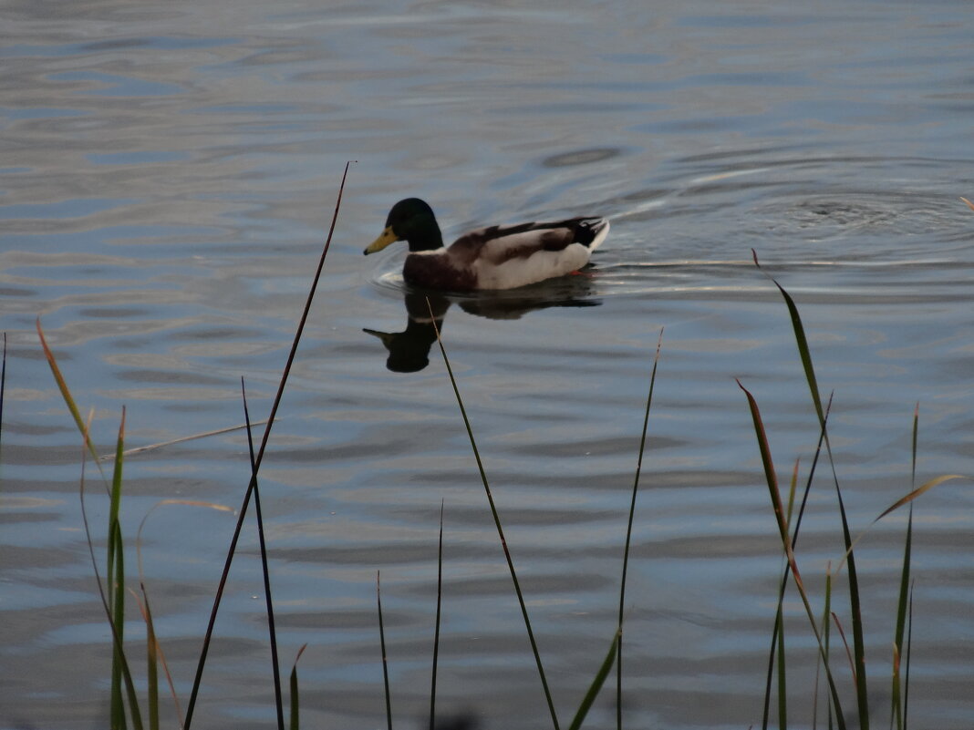 СЕЛЕЗЕНЬ - СЕРГЕЙ ФИЛОЧКИН