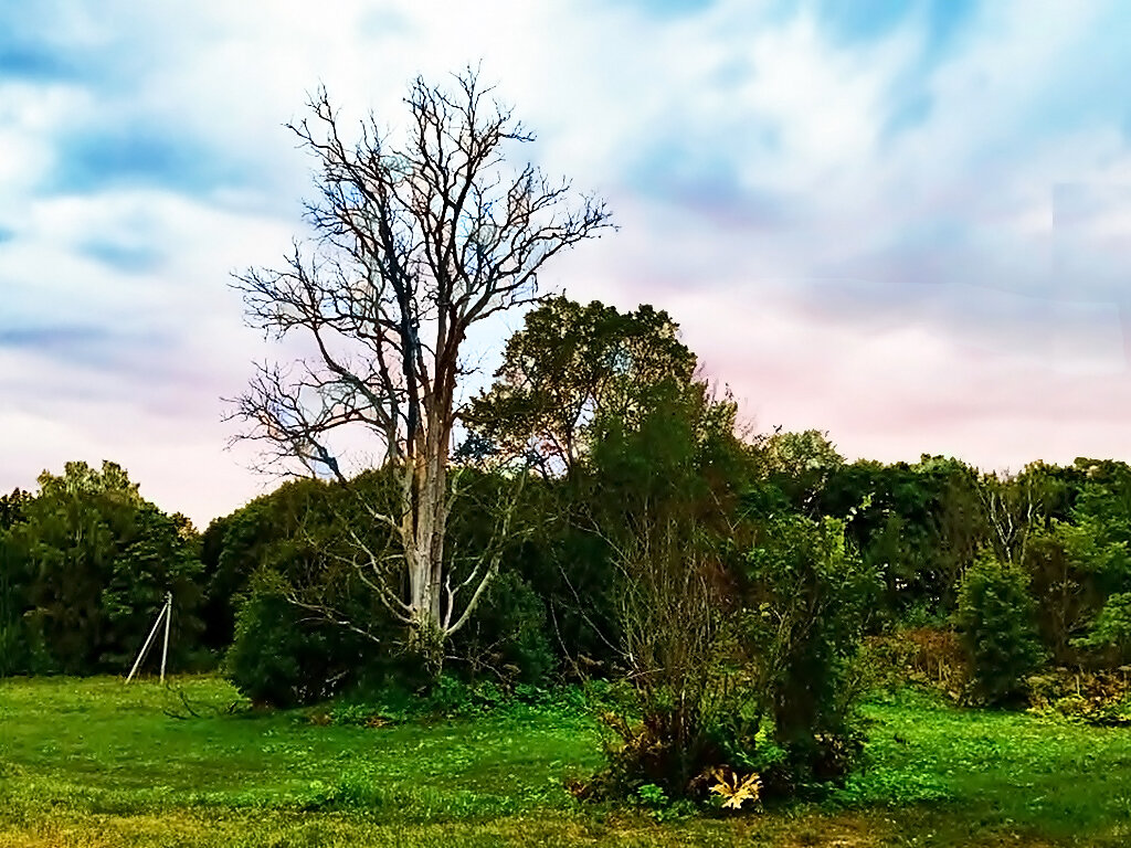 СУХОСТОЙ - Анатолий Малобродский