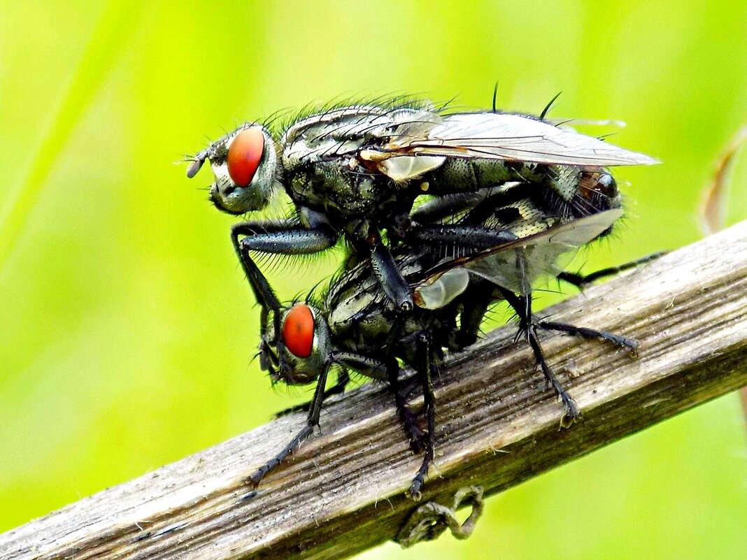 Мухи - Константин Штарк