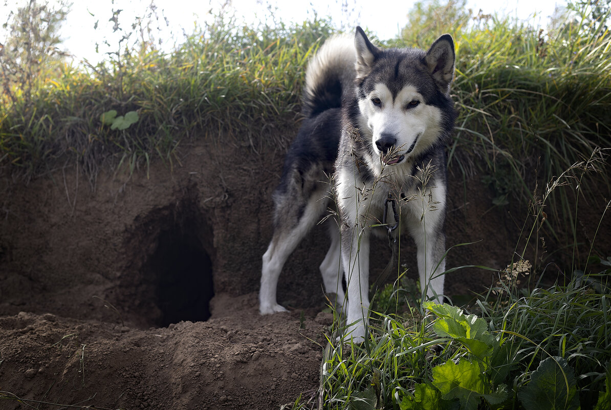 Ярик. - leff Postnov