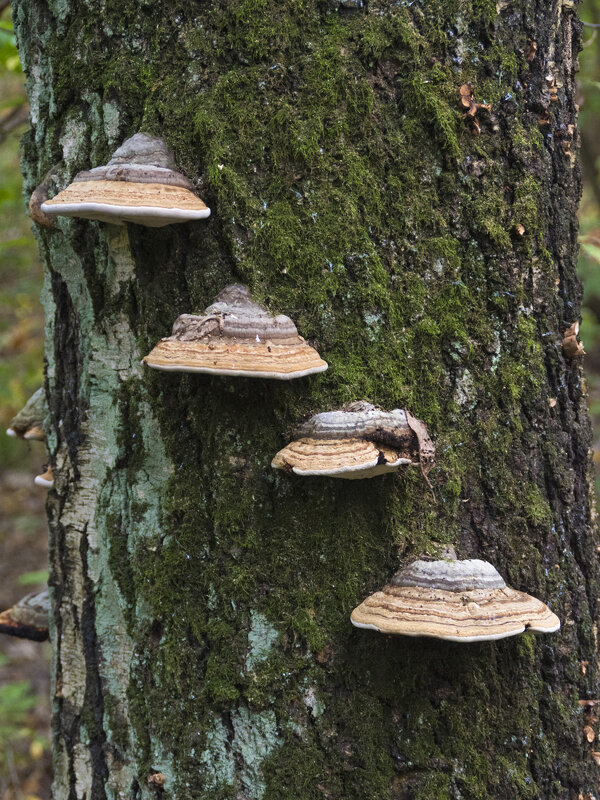 Лесенка. - Сергей Фомичев