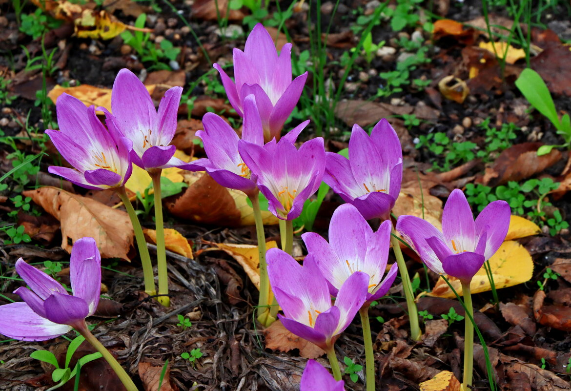 безвременник - Игорь Kуленко
