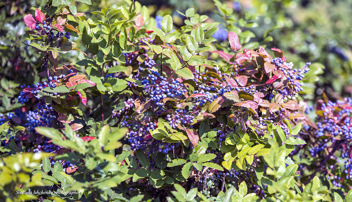 ... - Светлана Ищенко