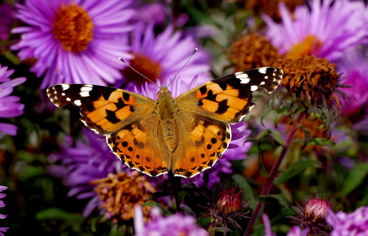 бабочки, снятые сегодня 4 - Александр Прокудин