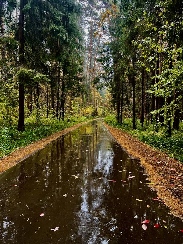 В дождь - Натали Королева