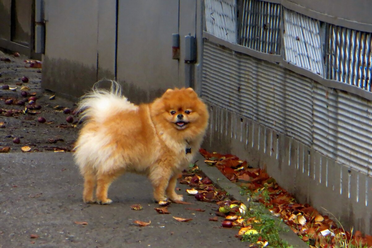 Ты чья? - Татьяна Смоляниченко