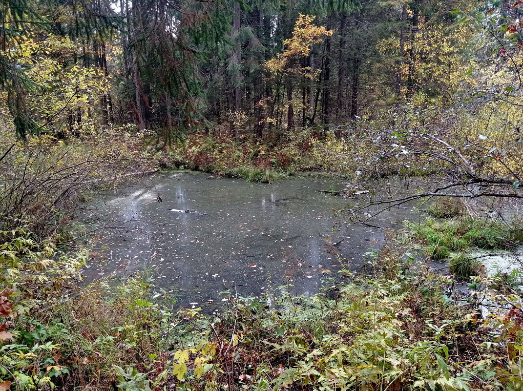 Аленушкин пруд - Александр Чеботарь