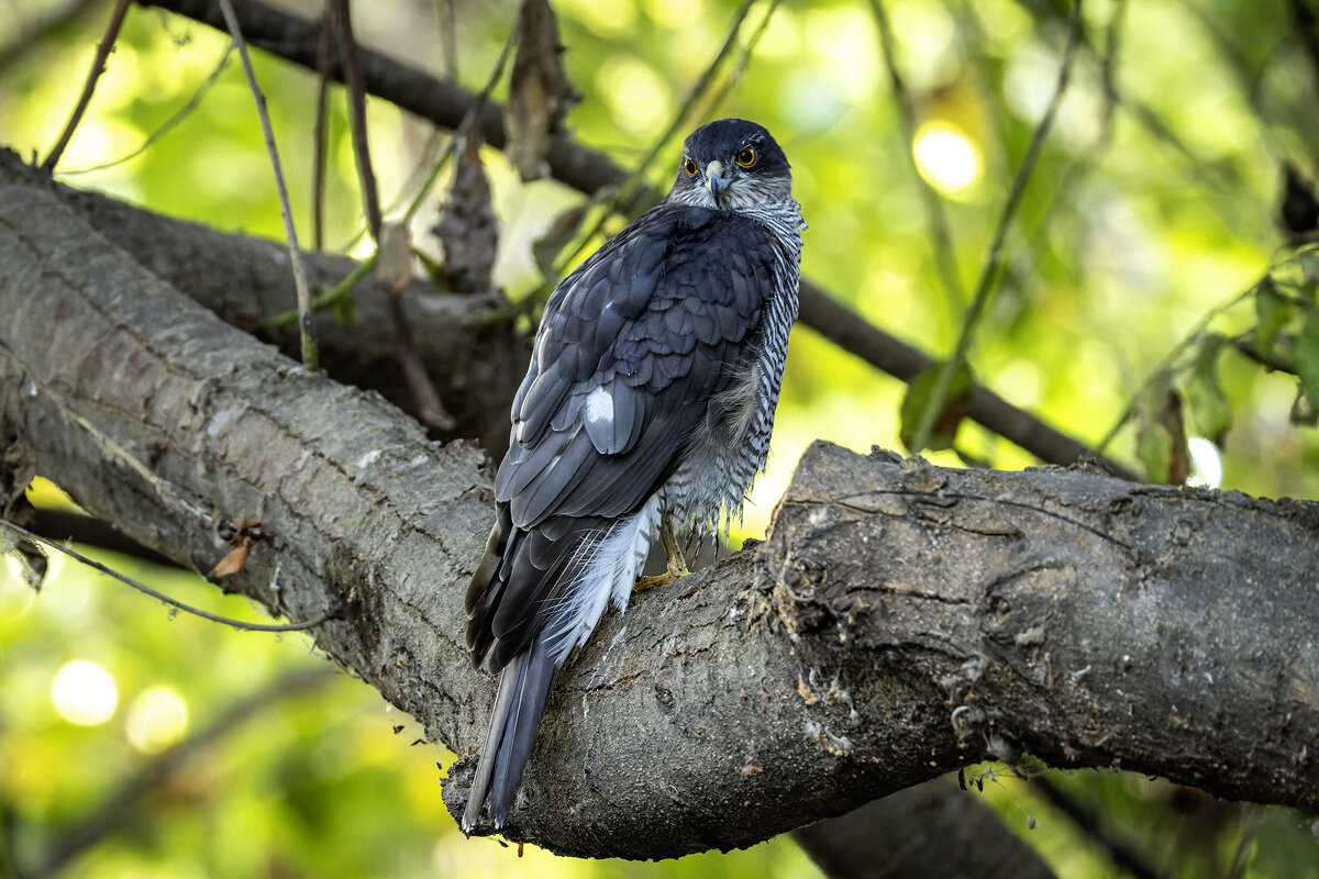 Ястреб перепелятник. - Alexander Amromin