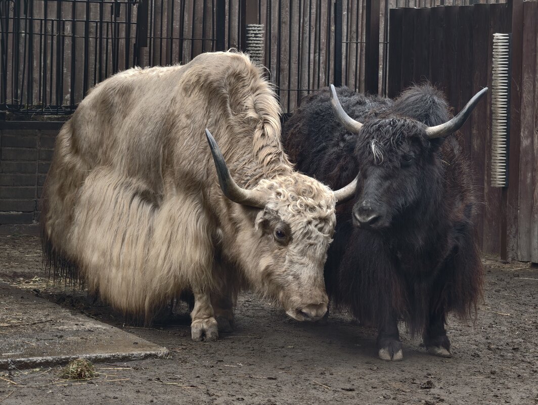 Яки - <<< Наташа >>>