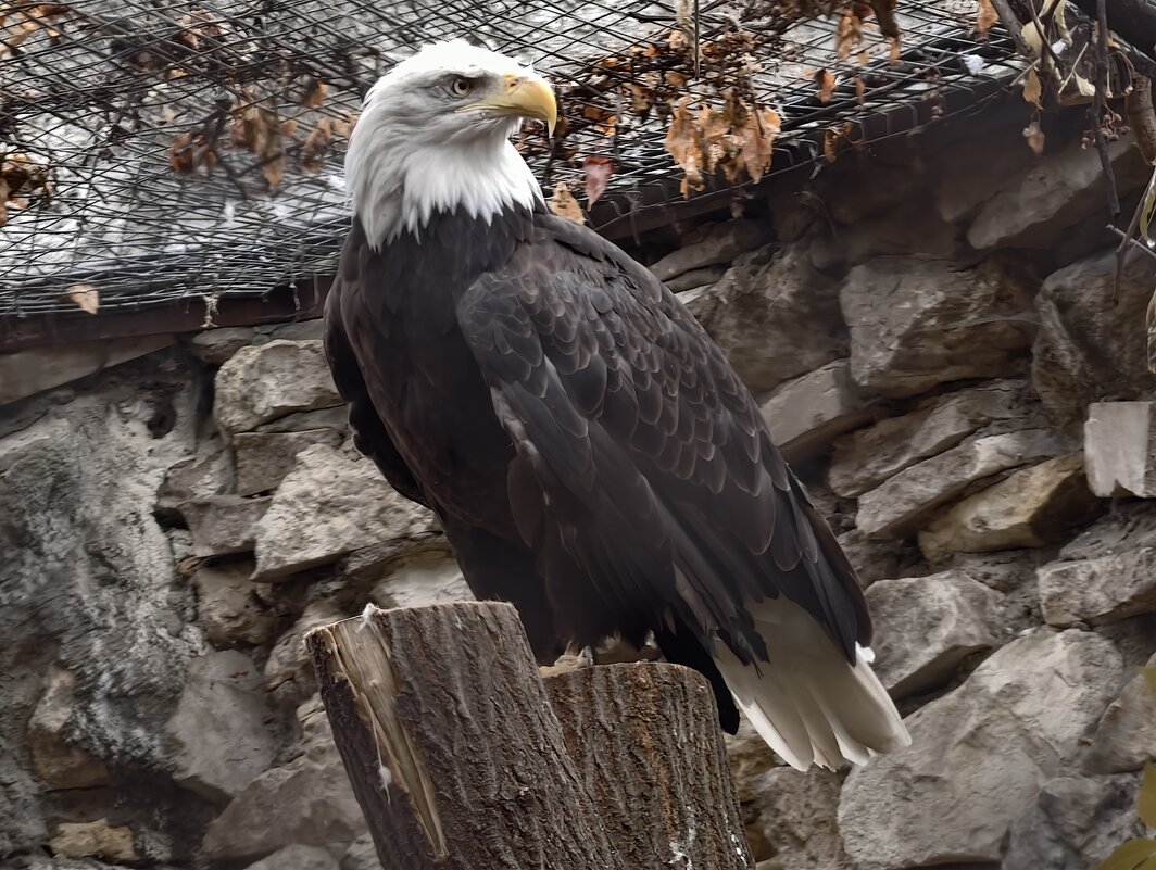 Белоголовый орлан - <<< Наташа >>>