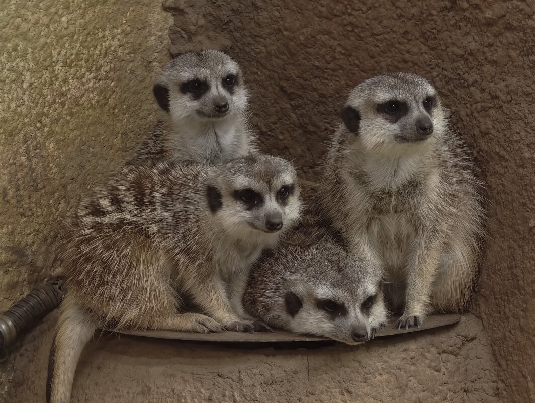 Сурикаты - <<< Наташа >>>