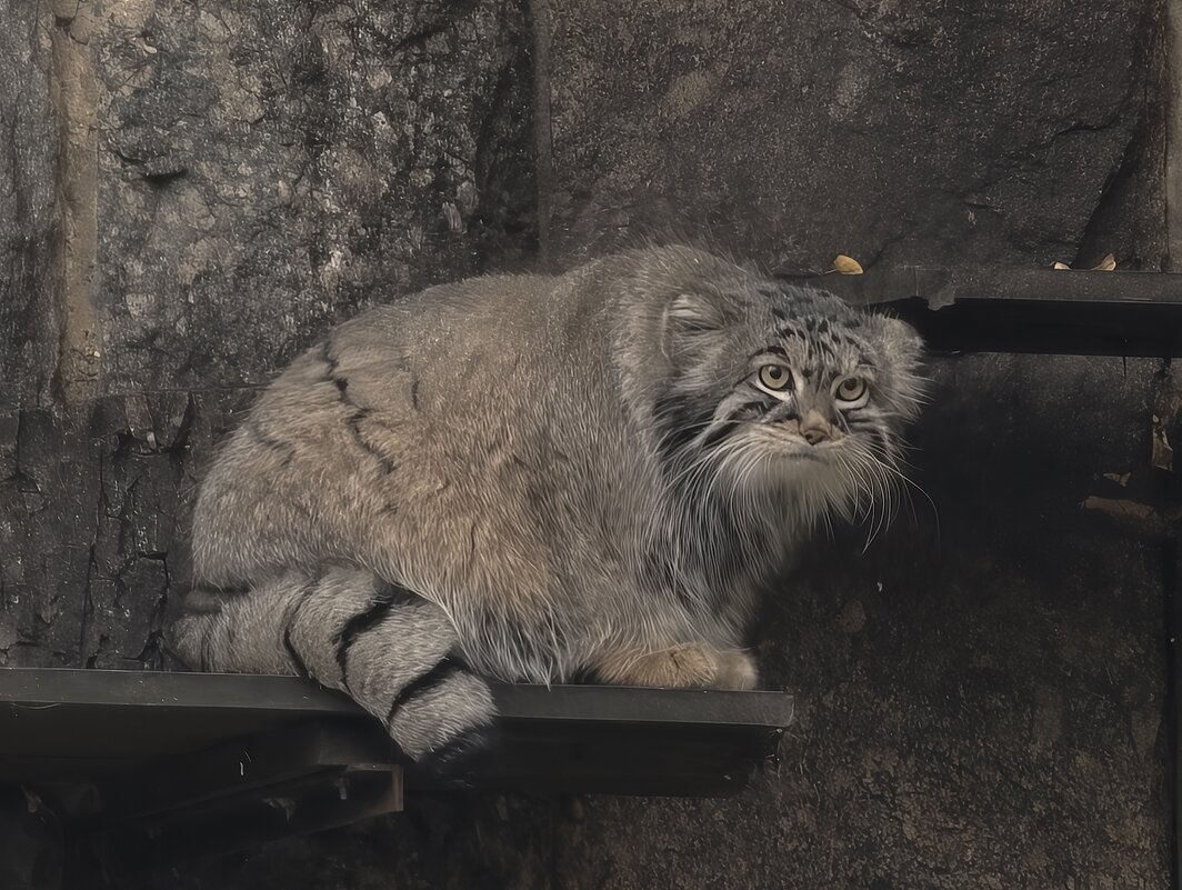 Манул Тимофей - <<< Наташа >>>