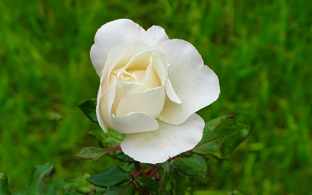 Городские цветы в октябре. - Милешкин Владимир Алексеевич 