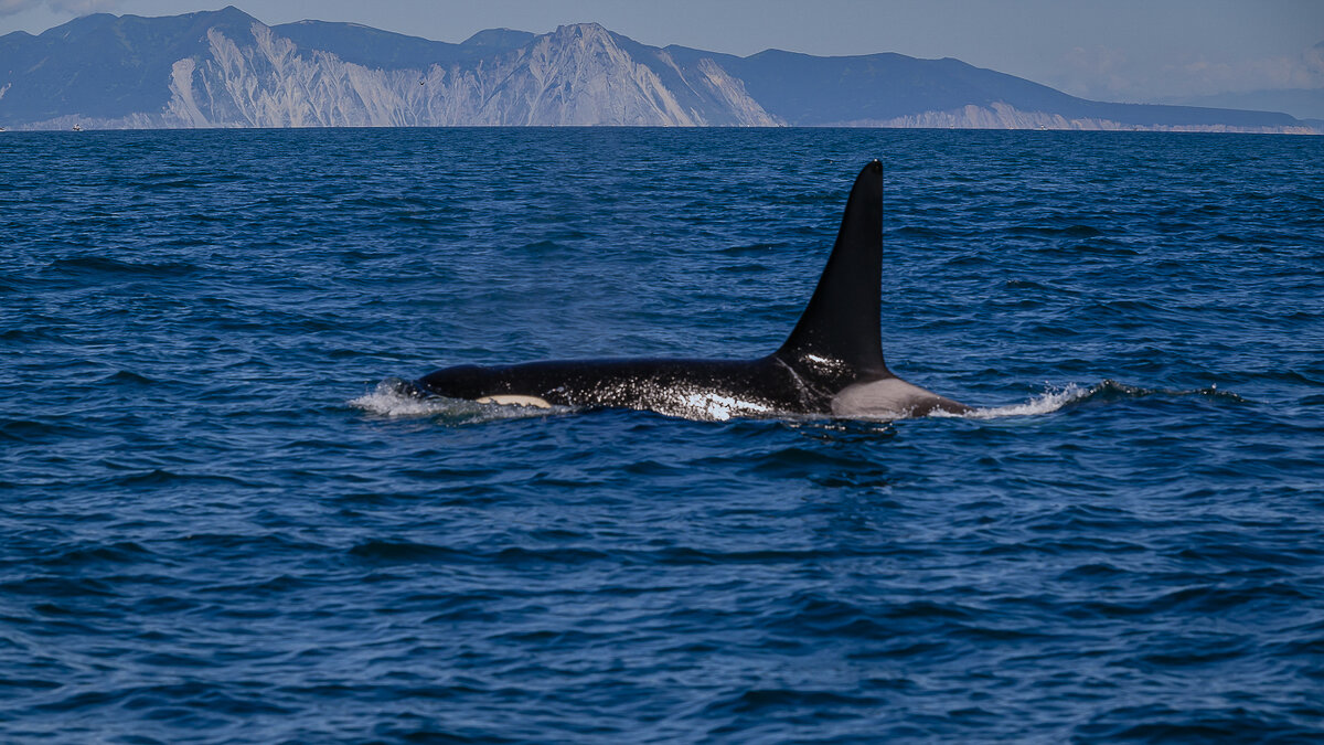 ... - Жора Житников
