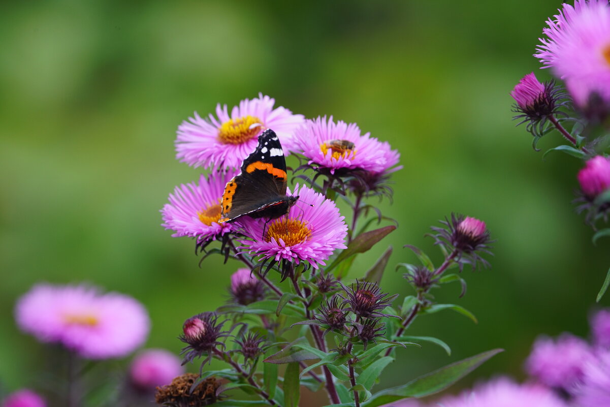 *** - Иван Литвинов *** - Иван Литвинов