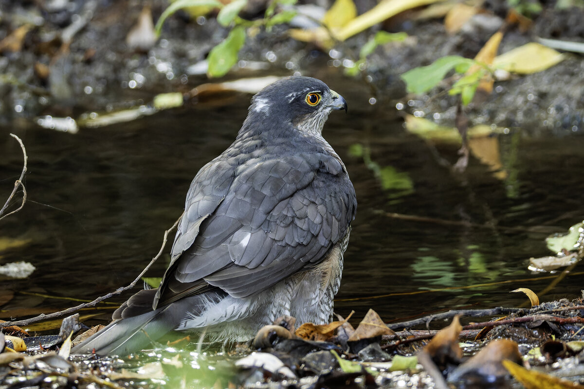 Ястреб перепелятник. - Alexander Amromin