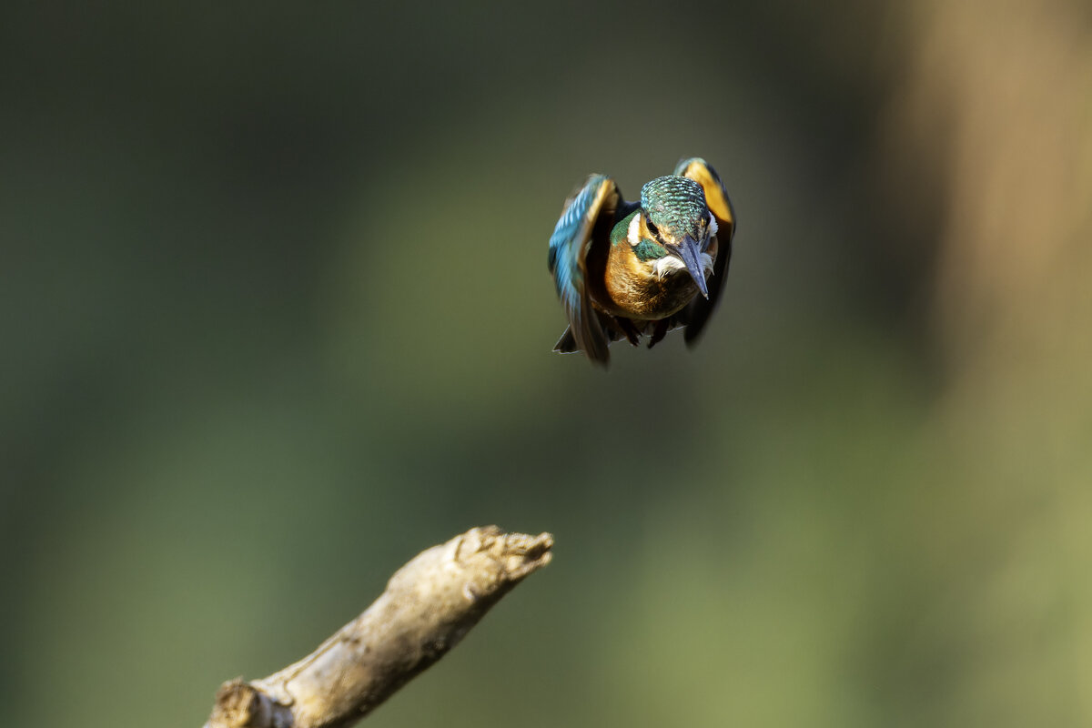 Обыкновенный зимородок. - Alexander Amromin