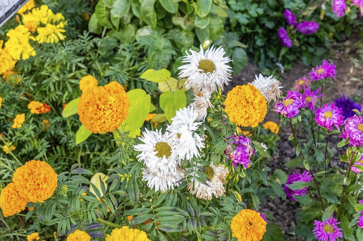 Октябрята - Валерий Иванович
