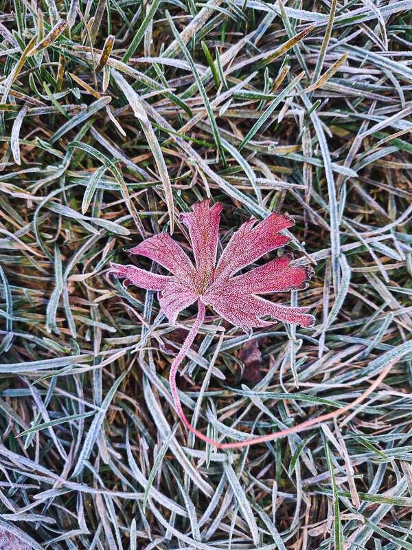 Замороженные 2 - AZ east3