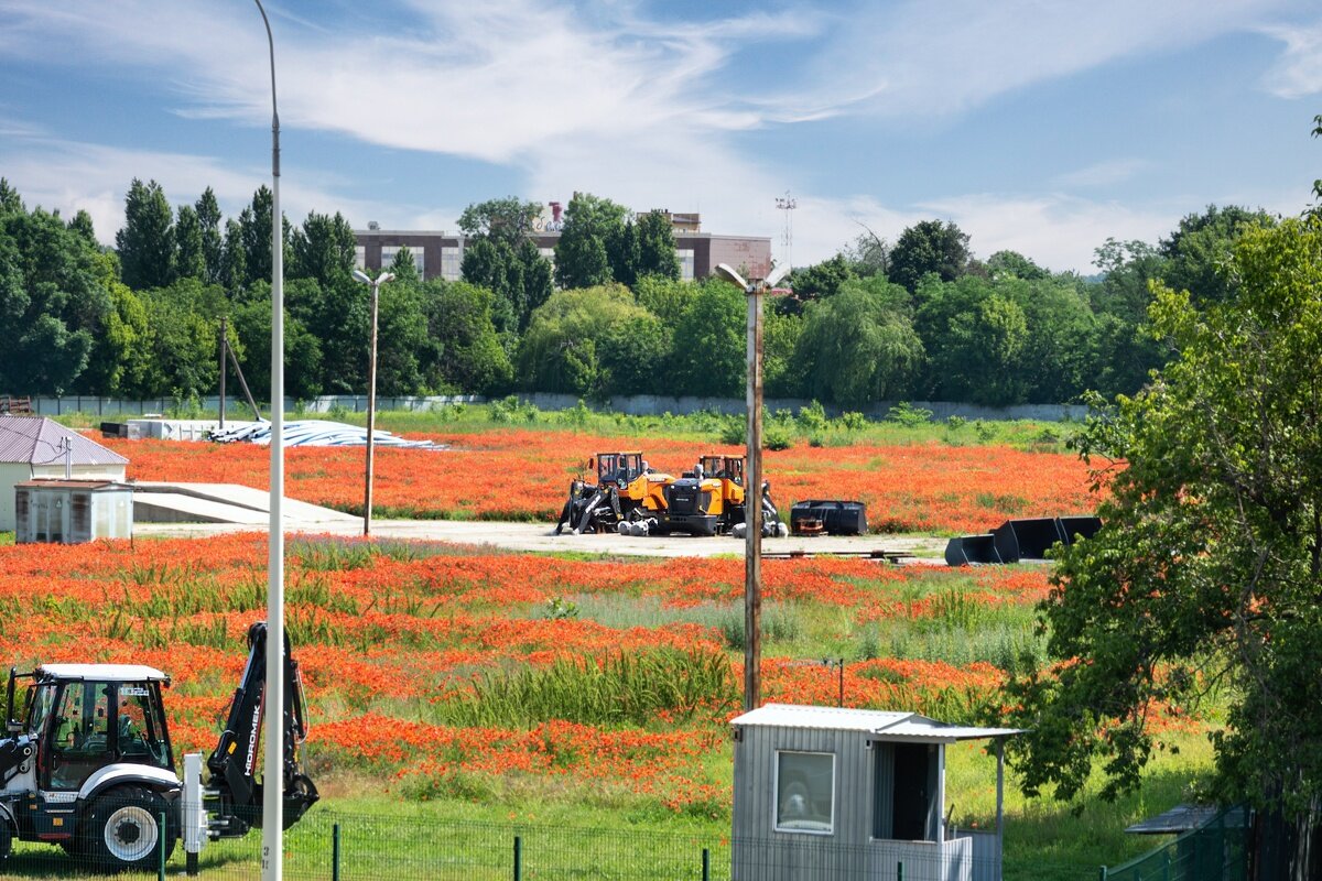 Цветет мак - Игорь Сикорский