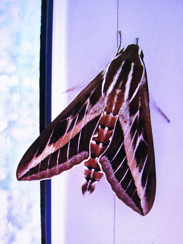 Мой гость - Людмила Смородинская Мой гость - Людмила Смородинская