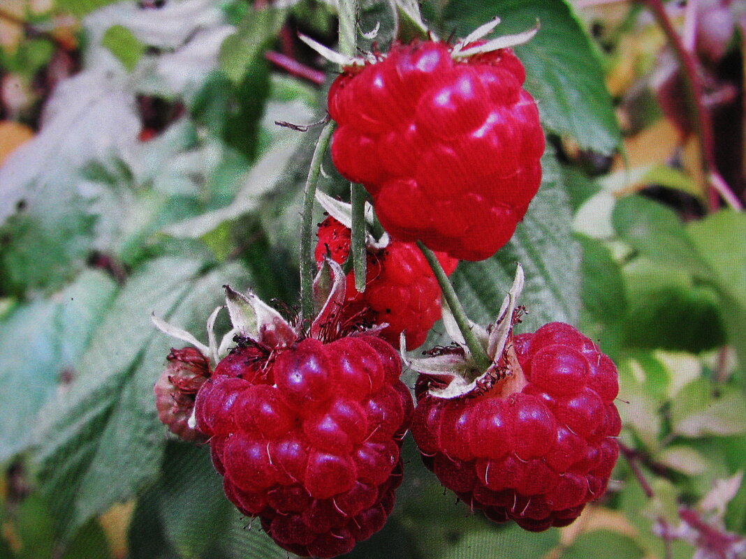 Ремонтантная малинка - Людмила Смородинская