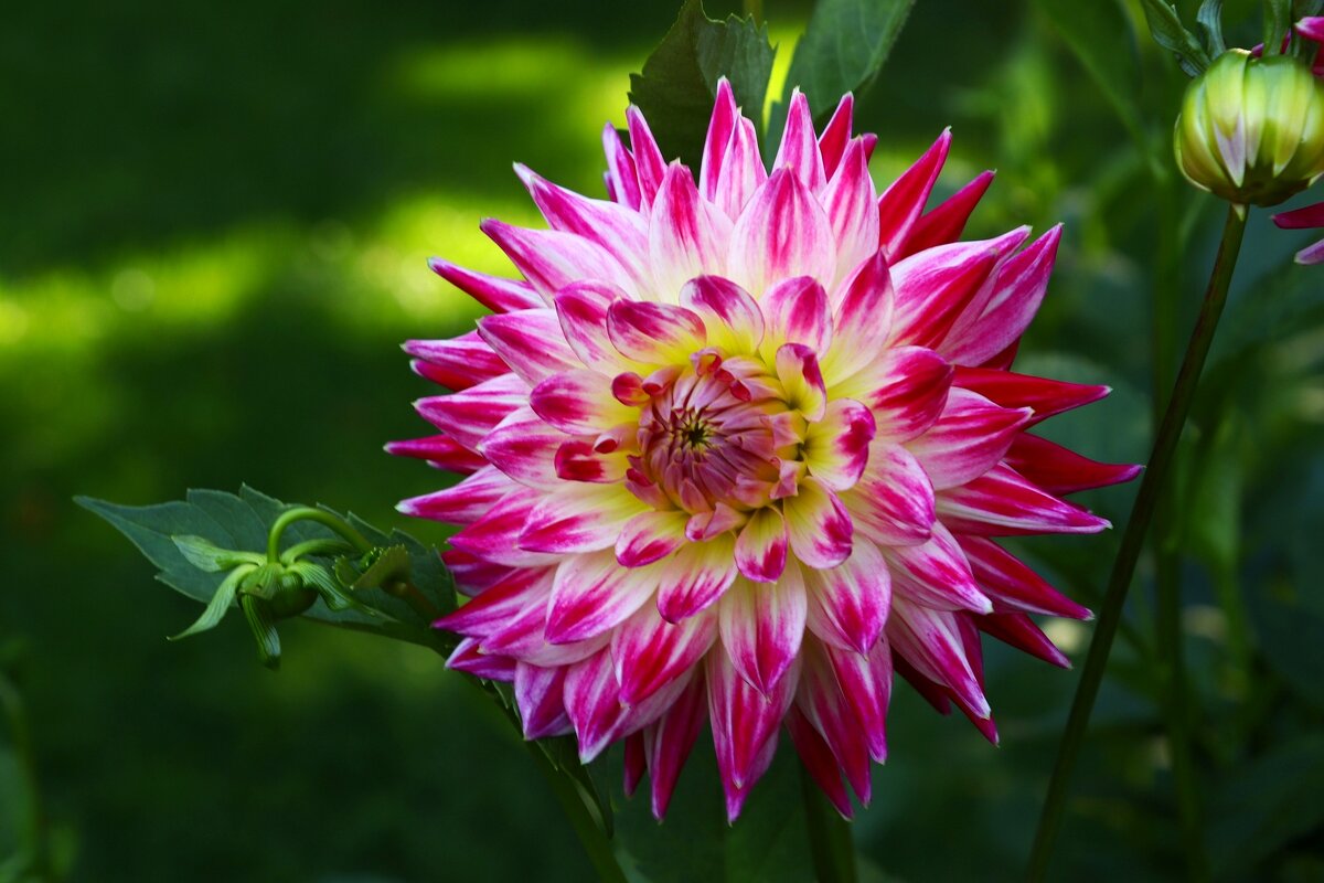 Георгины — октябрьский подарок - Юрий. Шмаков