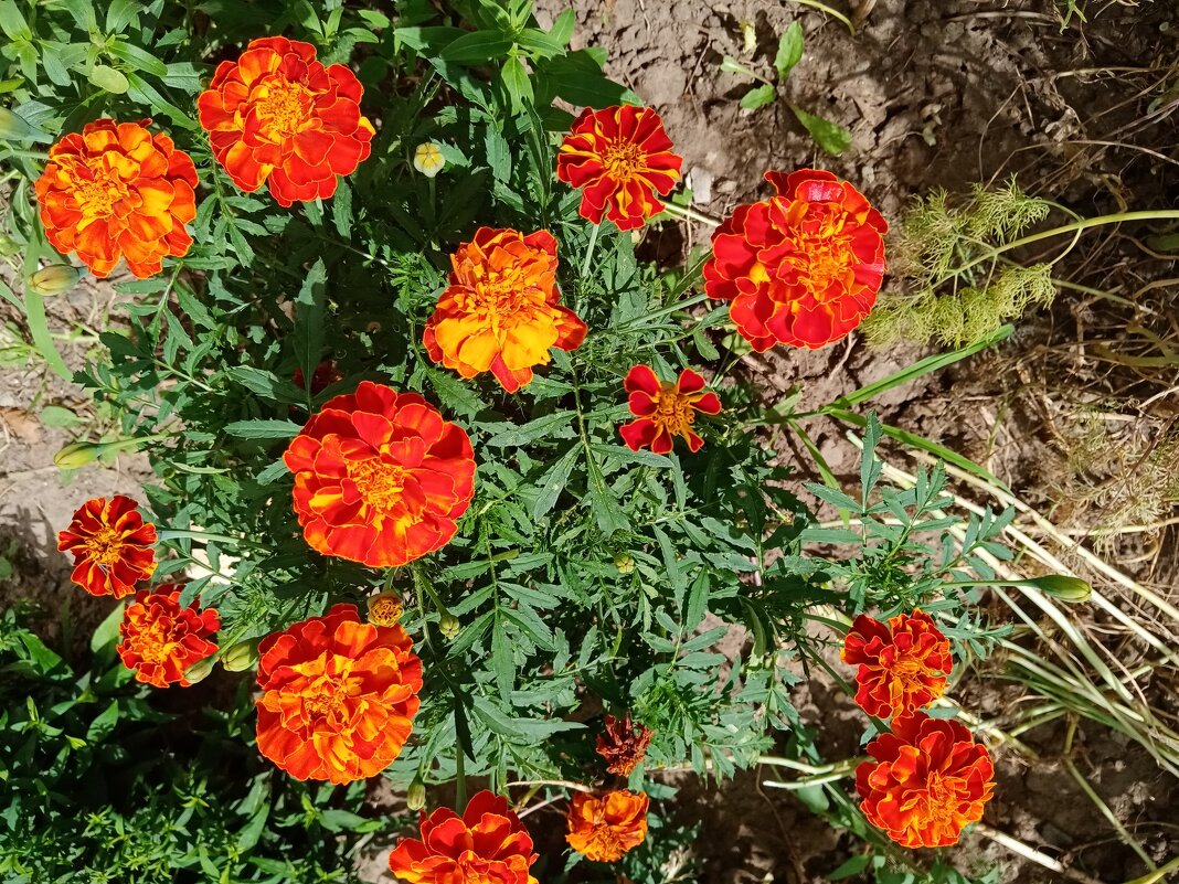 Цветы. - Владимир Драгунский