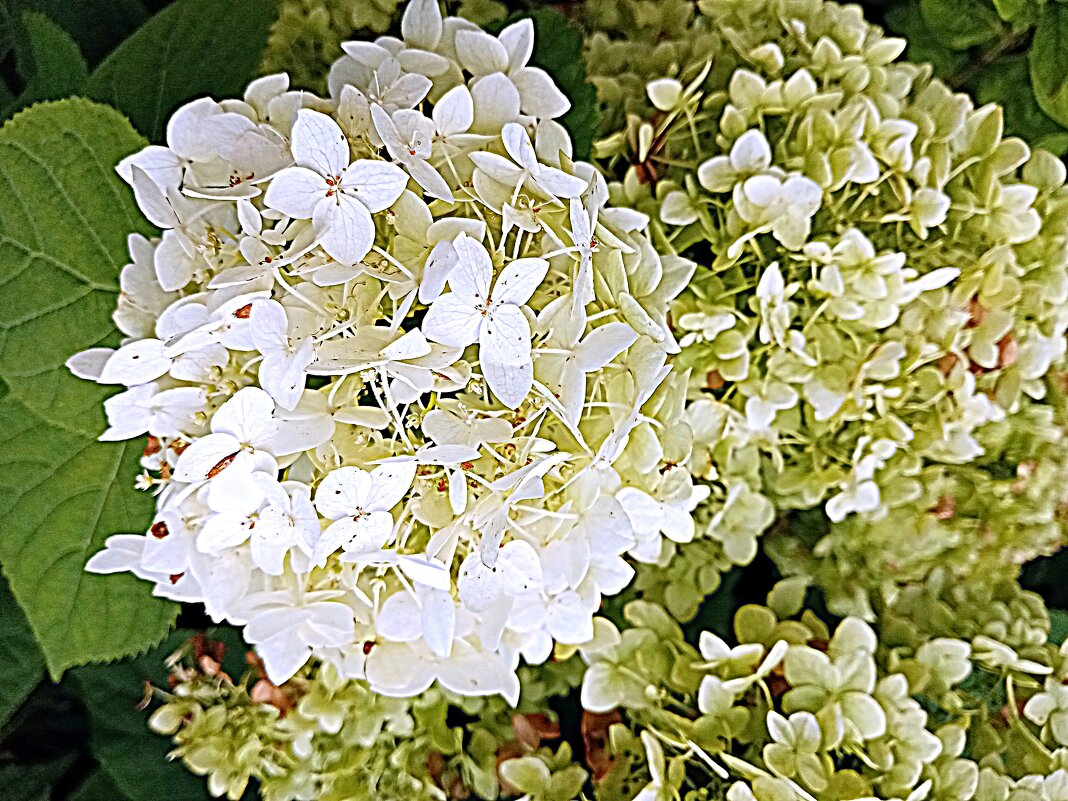 Цветы. - Владимир Драгунский