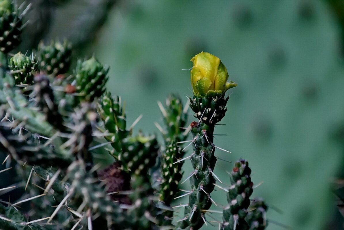 Аустроцилиндропунция... - Николай Саржанов Аустроцилиндропунция... - Николай Саржанов