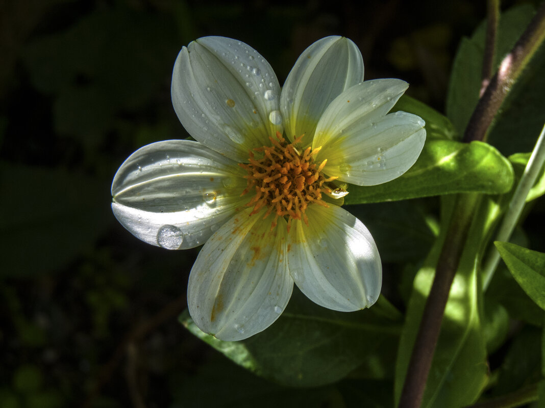Белая  георгина - Валентин Семчишин