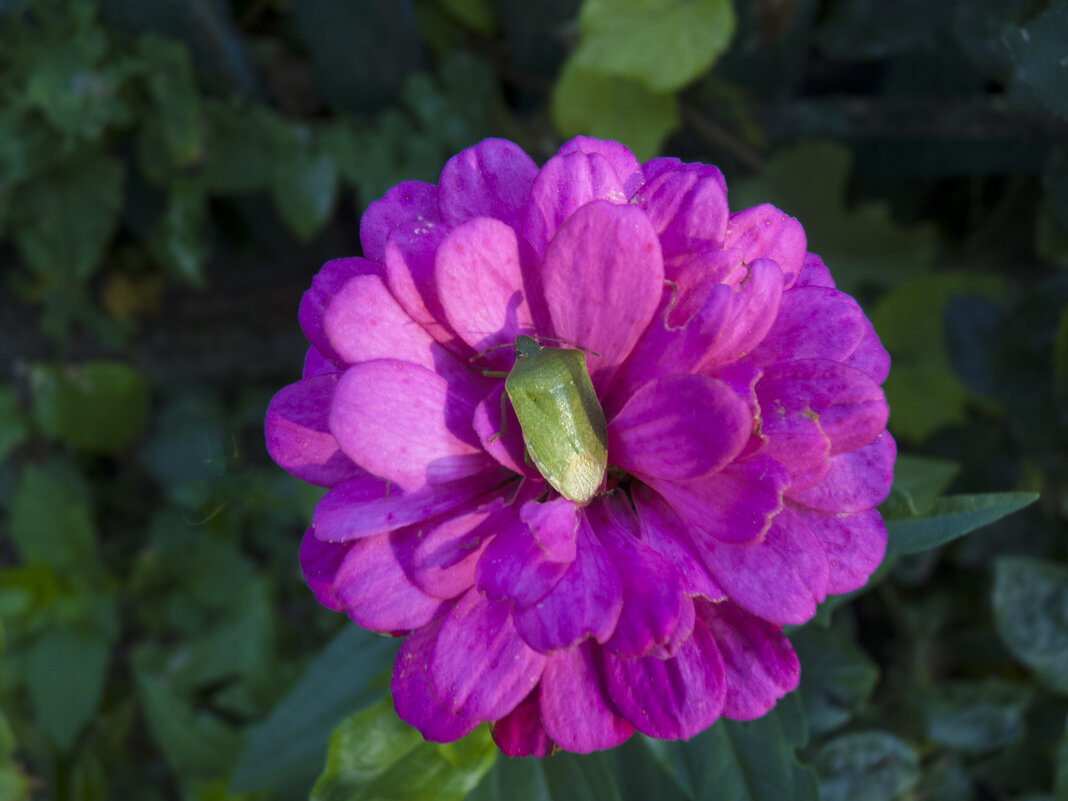 Циния и жук бронзовка зелёная - Валентин Семчишин