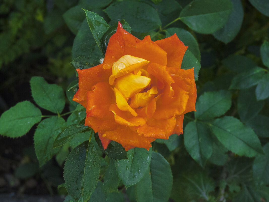 Оранжевая  роза  Флорибунда - Валентин Семчишин