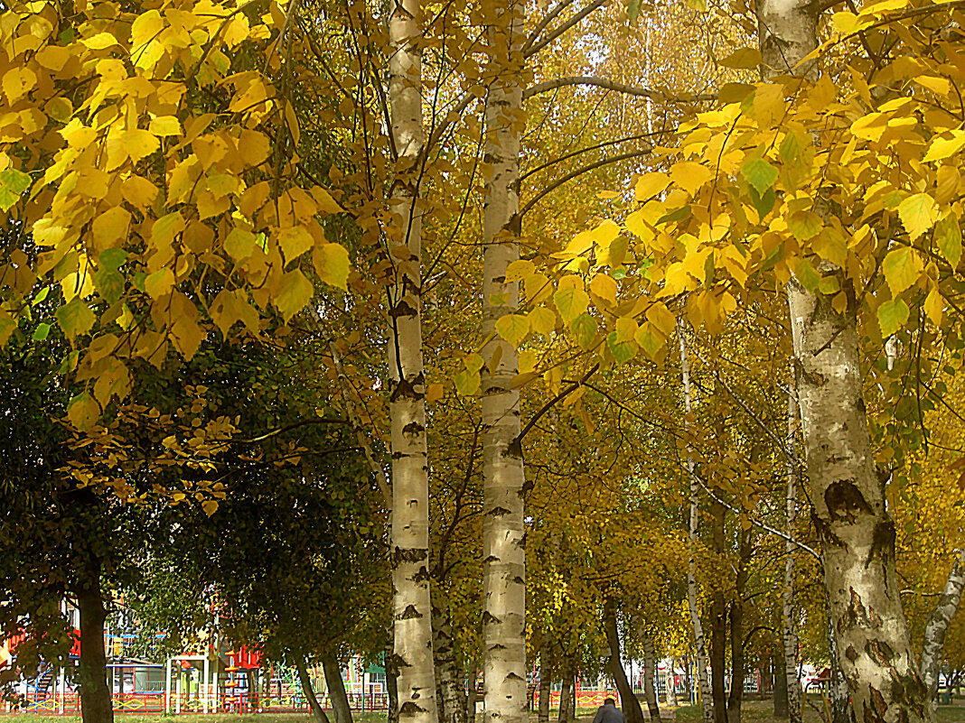 Золото берез - Елена Семигина