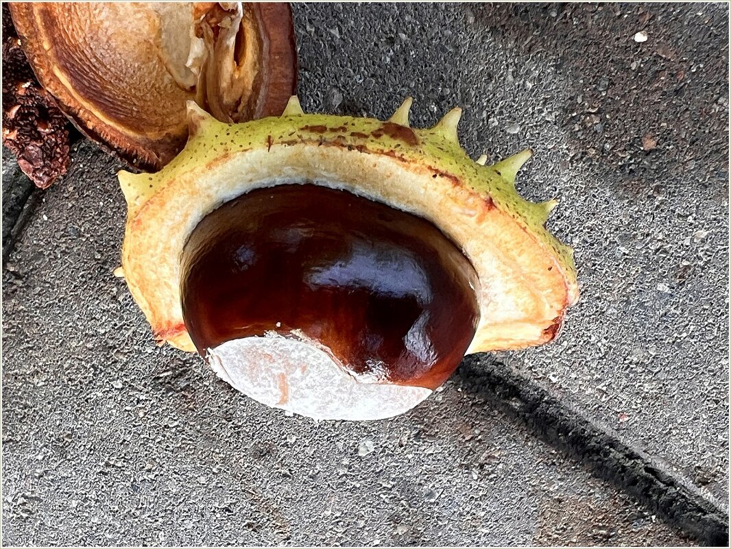 ***** - Валерия Комова