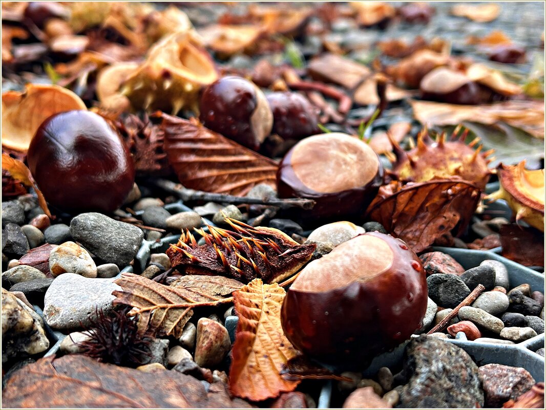 **** - Валерия Комова