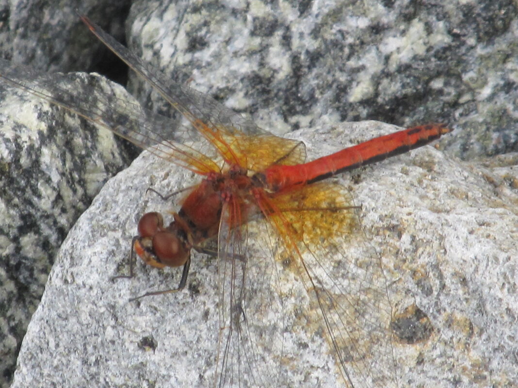 сентябрь - Елена Шаламова