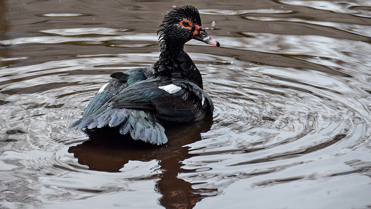 Где хочу, там и плаваю ... - Alexandеr P