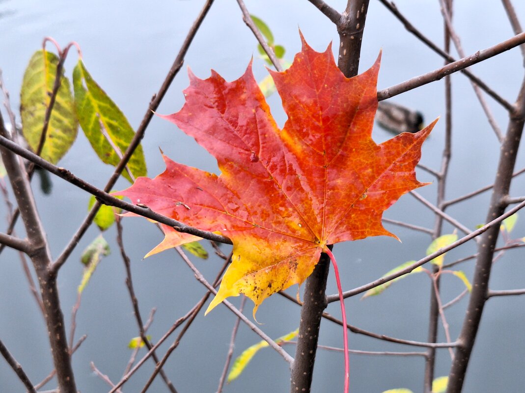 Осенний лист - Наталья 