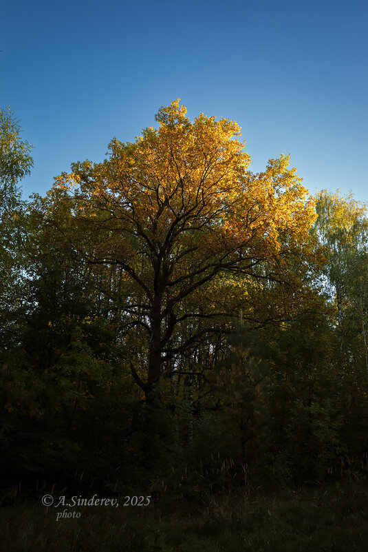 Солнце осветило макушку дерева - Александр Синдерёв