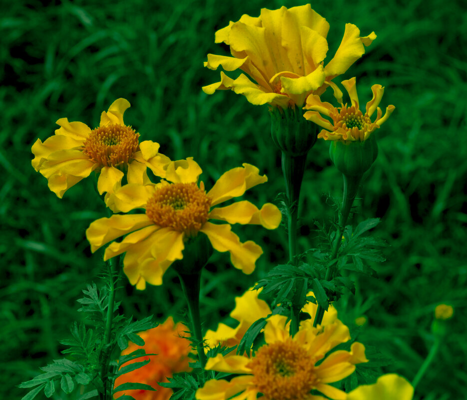 ОСЕНЬ, Октябрь, ЦВЕТЫ - Владимир Максимов