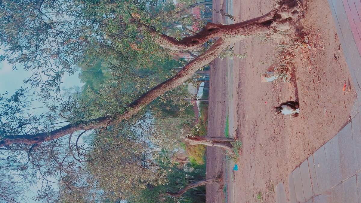 13  ОПЕН (474) - OPEN WAYS ALL