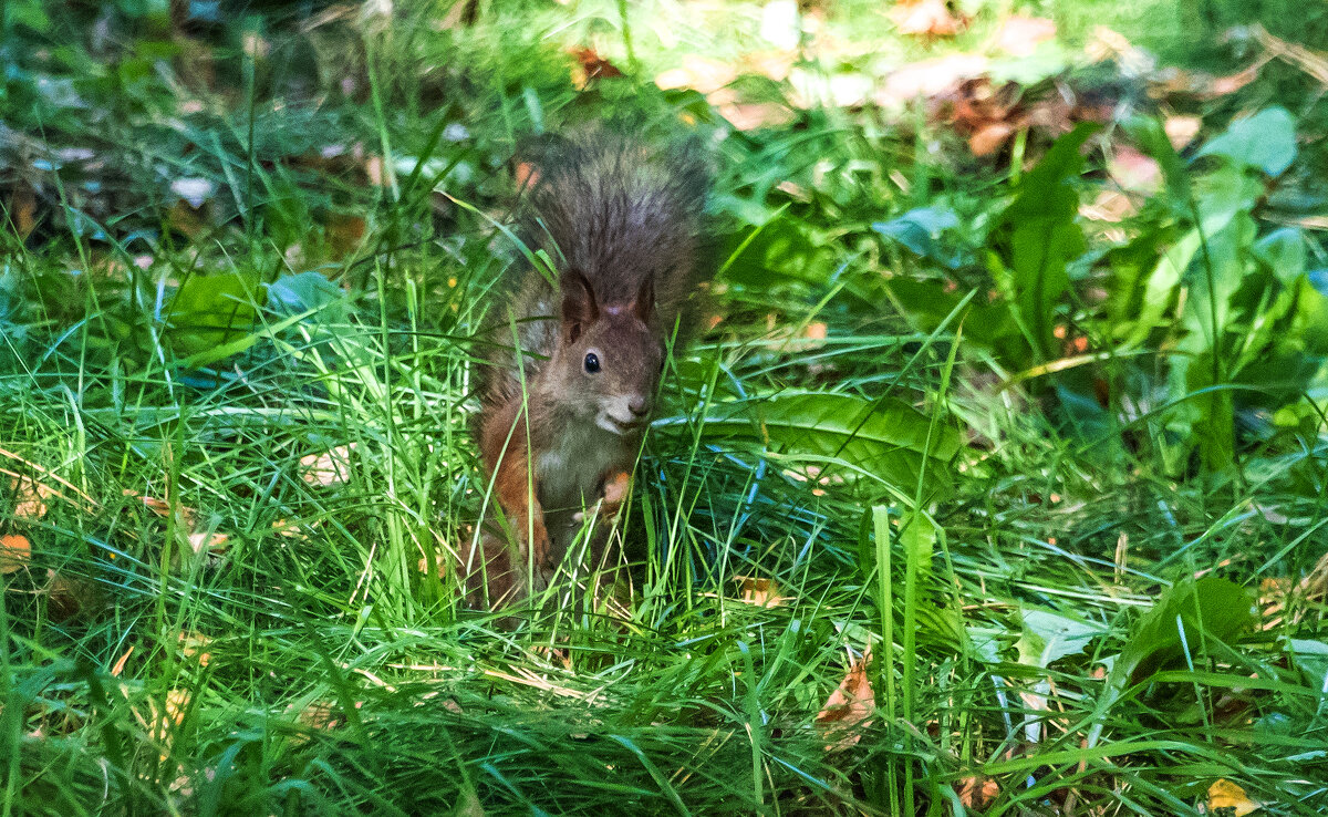 *** - Владимир Безбородов