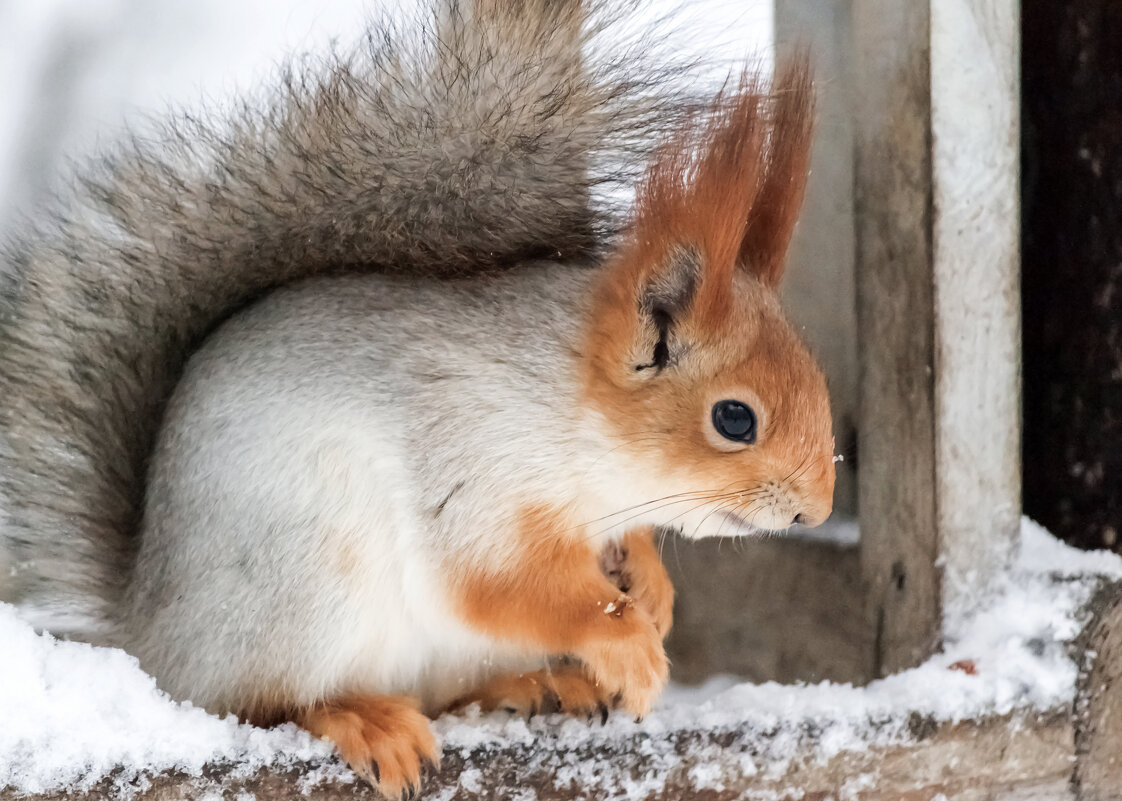Белка - Игорь Протасов