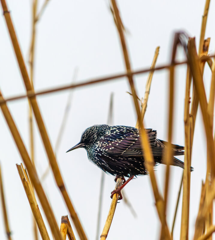 Скворец - Игорь Протасов