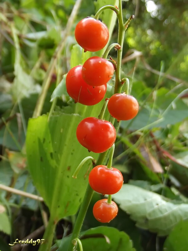 Осенний ландыш - Freddy 97