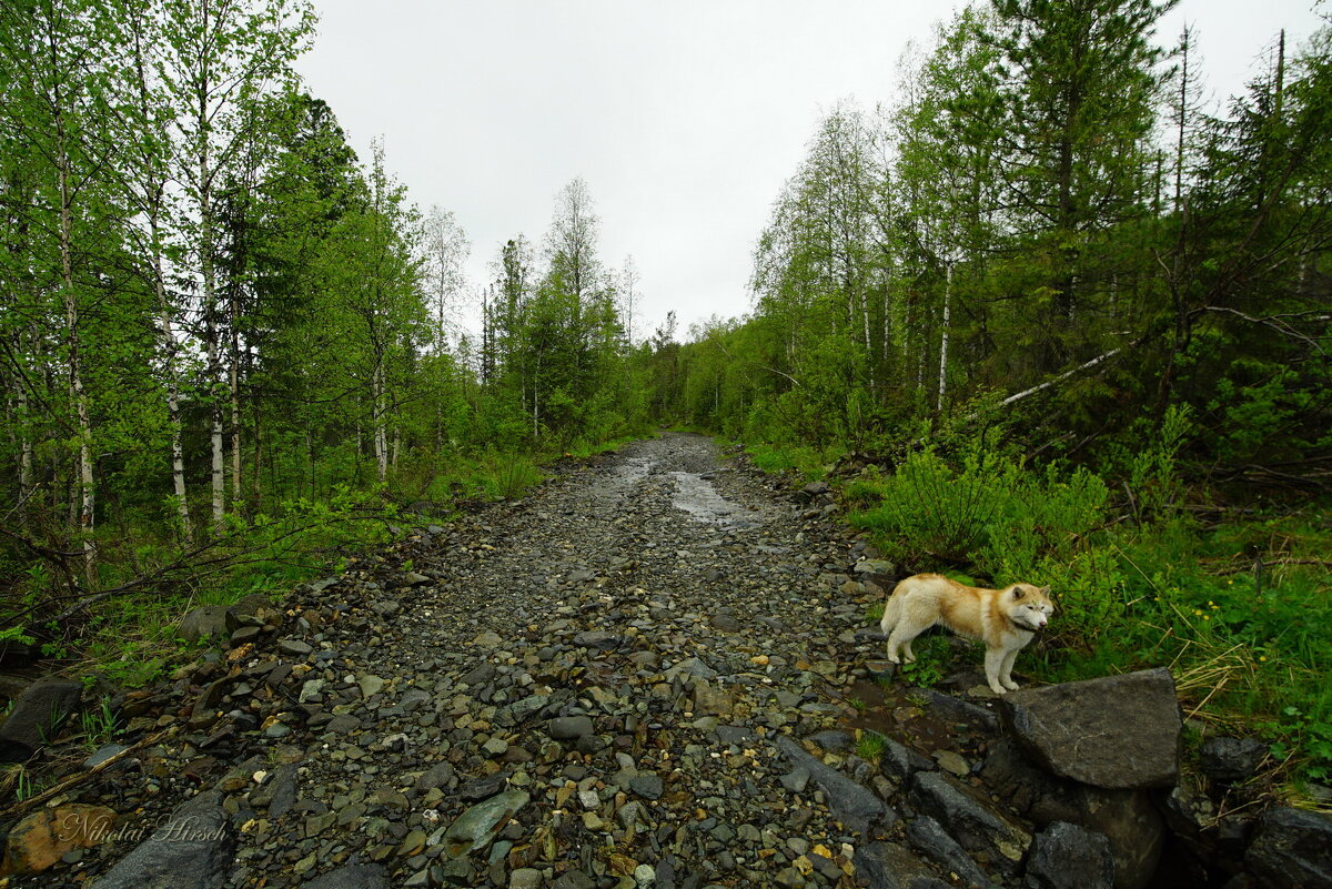 В лесу интереснее... - Николай Гирш