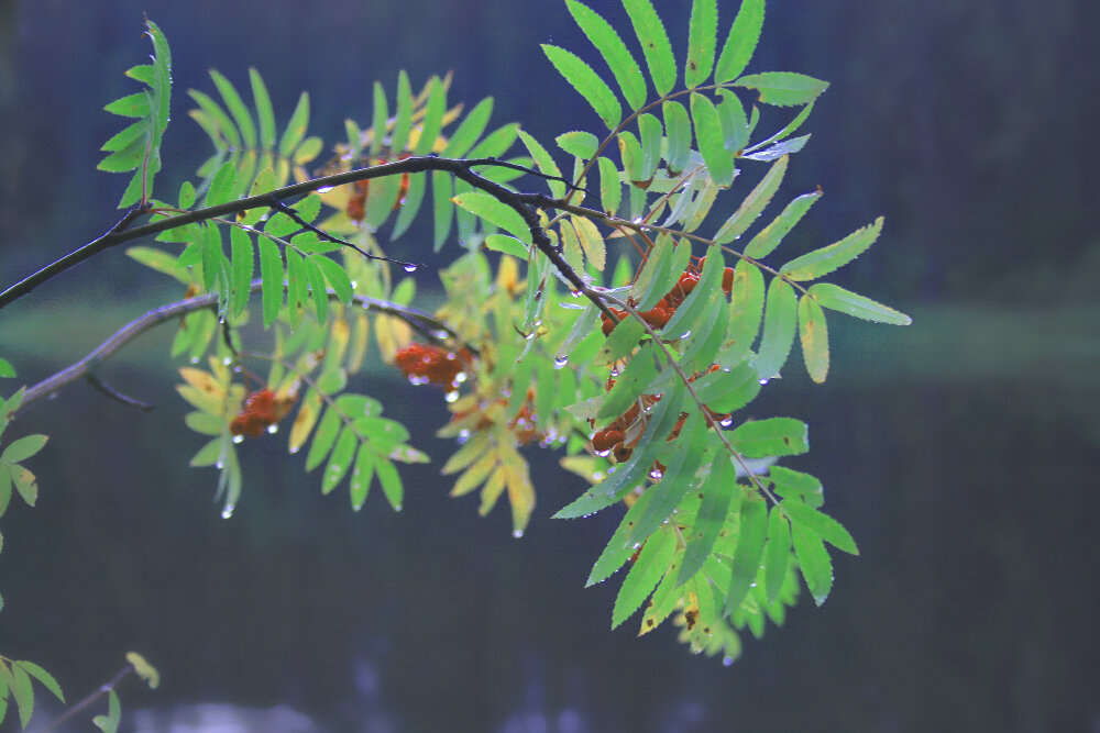 Рябинка над рекой - Галина Ильясова Рябинка над рекой - Галина Ильясова