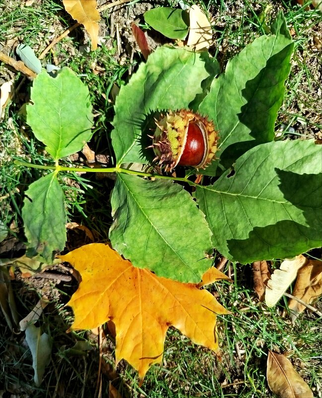 Осенний натюрморт! - Надежда Осенний натюрморт! - Надежда