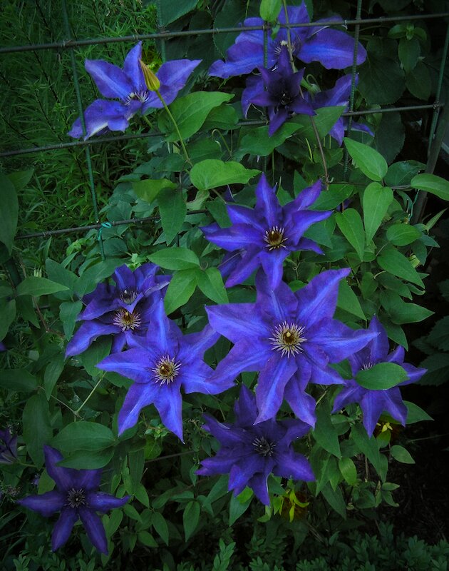 Клематис - Andy 